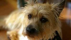 Kerne Terrier: Popis plemena a charakteru, koľko žijete, starostlivosť a obsah